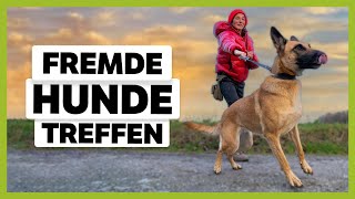 STRESS bei Hundbegegnung: So meisterst du sie entspannt [LIVE BEISPIEL]