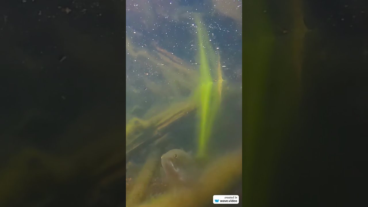 Savage Pet Bass Devours A Earthworm  - Underwater Pond Cam 