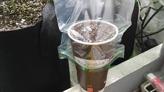 Straight Up Coffee Cup Challenge