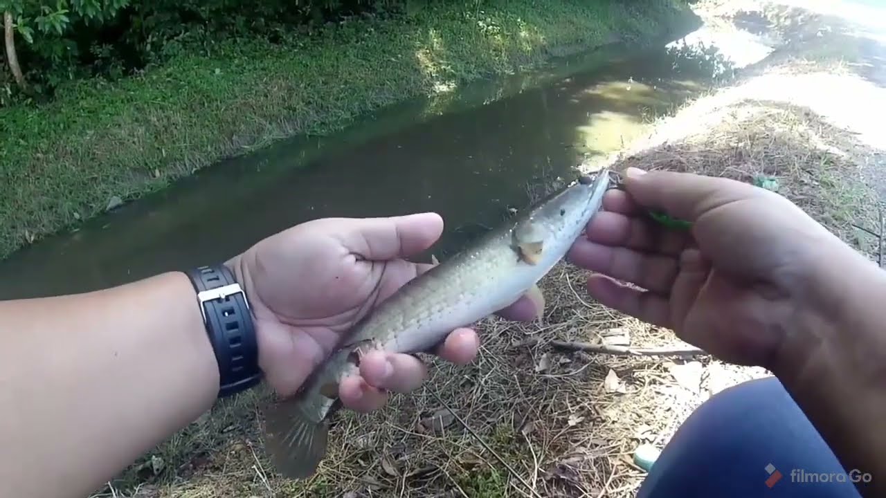 Casting Haruan Guna Soft Frog