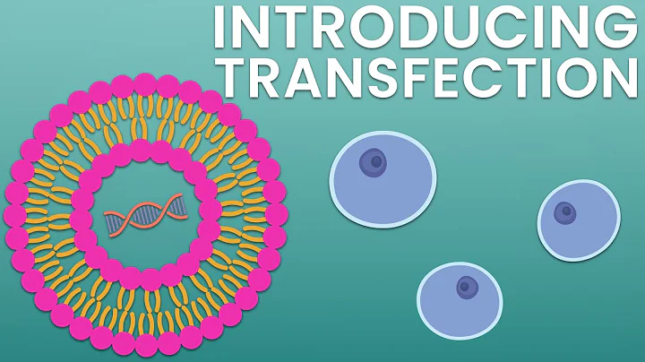 Introducing transfection