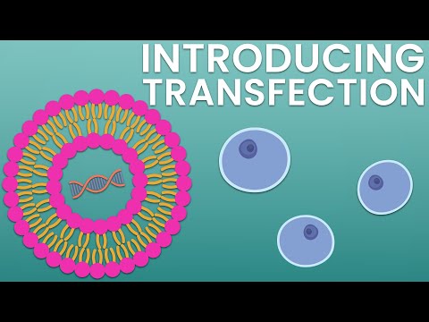 Introducing transfection