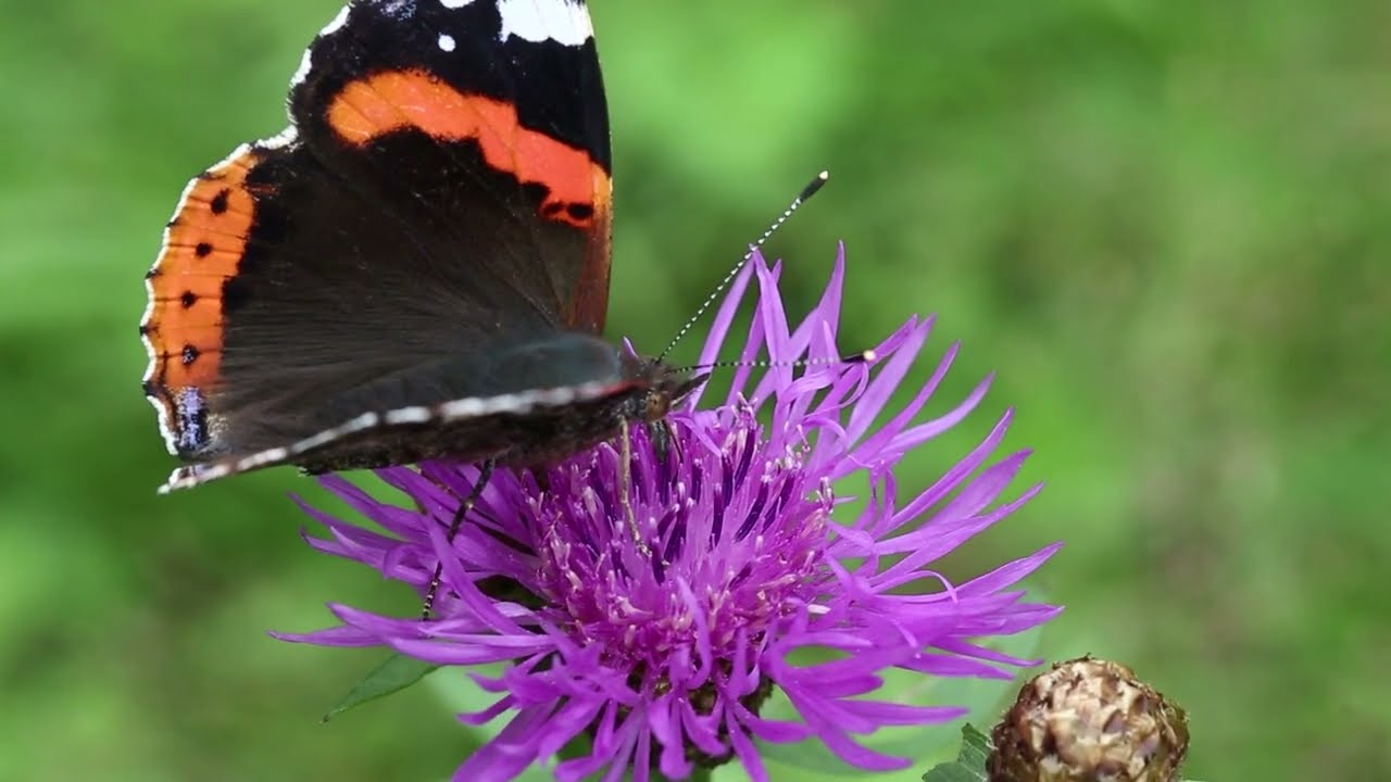 Jordan S. Mompo - My Feelings For You