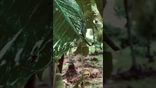 Shorts#Rain kerala#nature#summer#forest#wild life# feeling cool#travel mood#