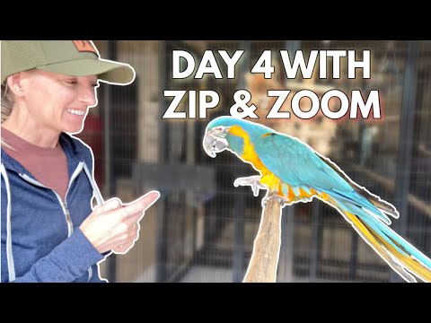 Day 4 with Zip and Zoom | Zip & Zoom Series Ep. 8