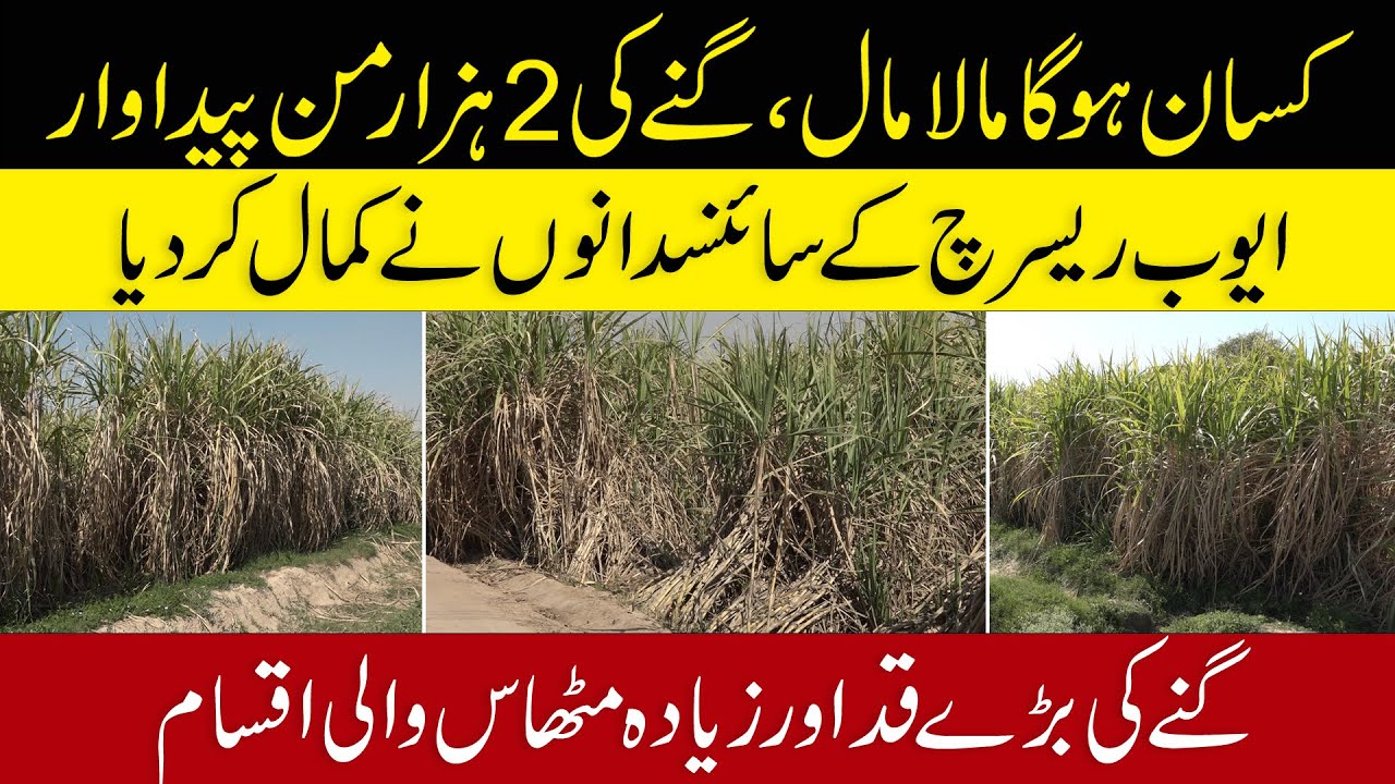 How to increase #sugarcane production #variety #sugarcanecrop #farmers #kissan #fertilizer #punjabi