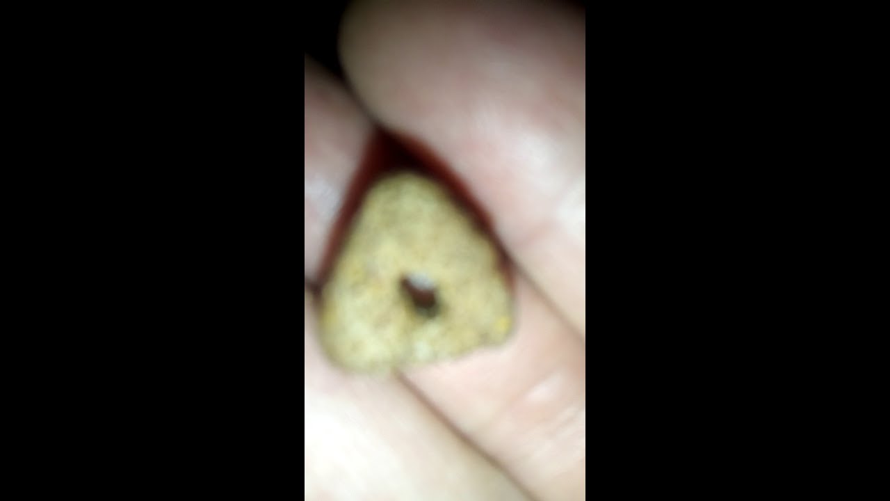 No creerás lo que encontré en alimento para perro practicus kabbalah