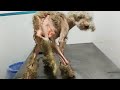 Rescue an Abandoned Puppy In a Terrible State Make Amazing Transformation