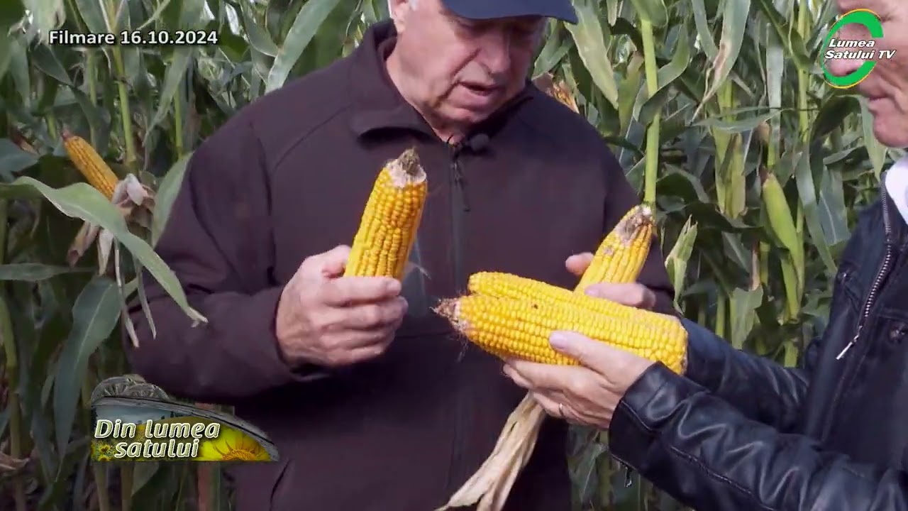 Tehnologii de cultură pentru porumb pe timp de secetă
