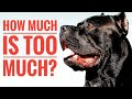 Tips on buying your first Cane Corso.