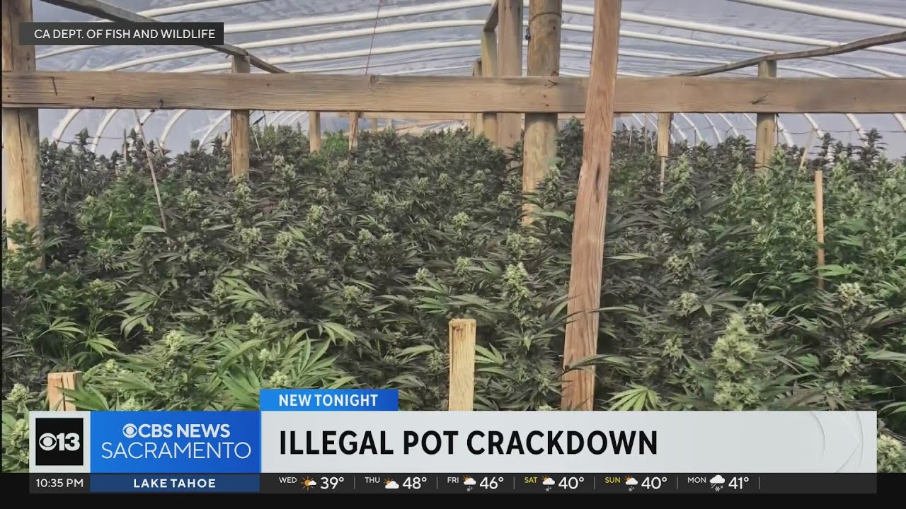Task force seized $312M worth of pot from illegal California grow operations