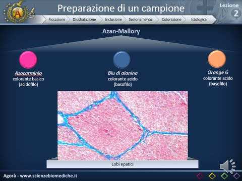 Video: Differenza Tra Immunofluorescenza E Immunoistochimica