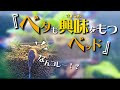 【ベタベッド】意外にも興味津々な姫ベタ達！？自作の『おやすみベッド』で寝てくれたけども‥w