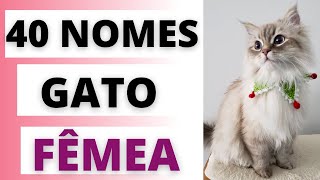 NOMES BONITOS PARA GATO FÊMEA  SENHORITA PRENDADA