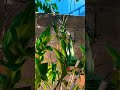 Así le da el solecito en el atardecer #plantas #flores #orchid