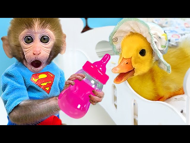 Monkey Baby Bon Bon takes the duckling to toilet and eats watermelon with the puppy so yummy class=