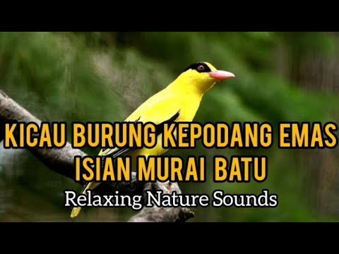 Kicau Burung Kepodang Emas Isian Murai Batu