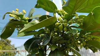 Early spring my Nam Roi pummelo tree lots of flowers 🌼💥(EP 372)