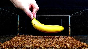 Mealworms eating 2  Mango, banana, avocado - 10.000 worms! #greentimelapse #gtl #timelapse