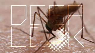 How Mosquitoes Use Six Needles to Suck Your Blood | Deep Look