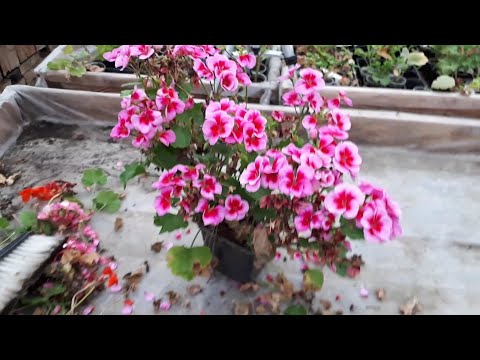 Video: Jak Se V Zimě Starat O Pelargonium (pelargónie)