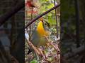 Different Bird Sounds | Bird Song | Aviary Birds