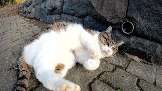 牙がはみ出した猫をモフると、前脚をフミフミして喜んだ