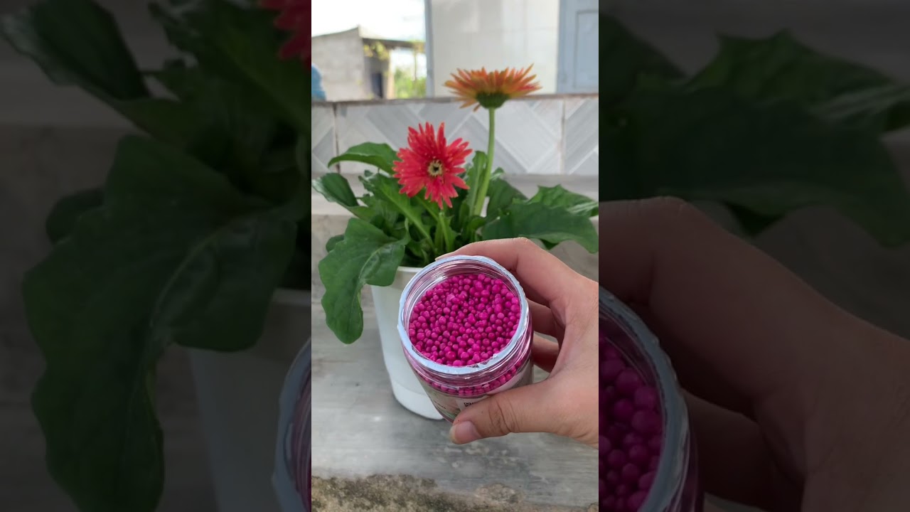 Video Mới Nhất Của Nông Trại Hoa Lan Jack