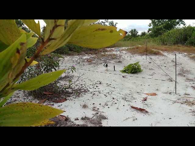 Mikat burung ruak-ruak.. kalimantan class=