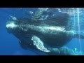 Grandes documentales - En la zona de alimentacion de las ballenas jorobadas