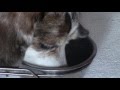 Part 2: HOW TO stop your Dog From Itching Scratching. DinoVite Lick-o-Chops and ACANA Dog food. Part 2: HOW TO stop your Dog From Itching Scratching. DinoVite Lick-o-Chops and ACANA Dog food.