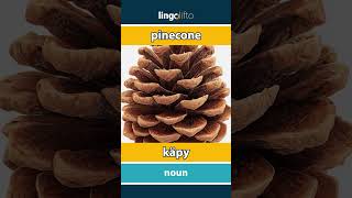 🇬🇧🇫🇮 pinecone - käpy : learn English : opetellaan englantia : vocabulary builder