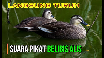 SUARA PIKAT BELIBIS JUMBO / BELIBIS ALIS - sniper coddo