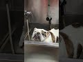 Bosco The English Bulldog enjoyed his bath. Blower to dry off.