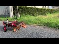 2021.03.29　はな工房の犬用車椅子　岐阜県　ミニチュアダックスフンド　ラッキーちゃん♪