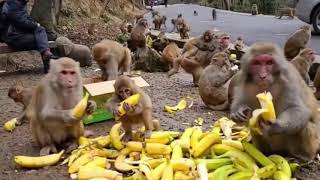 Feed the monkeys in the park｜公園餵猴子，香蕉流水席大宴，給自己買的車厘子都給幹完了