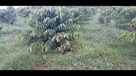 Thí nghiệm để cỏ trong vườn cà phê sẽ ra sao