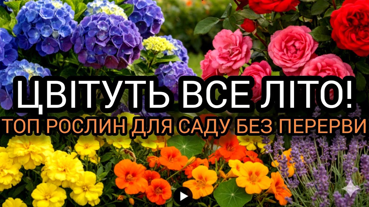 Квіти, що квітнуть все літо: ТОП рослин для саду без перерви!