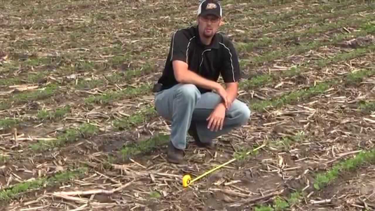 Early Soybean Stand Assessment: 30-Inch Rows - YouTube
