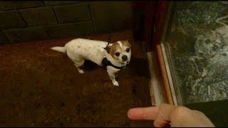 Chihuahua scared of rain by Nic and Pancho 95,926 views 5 years ago 56 seconds