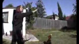 Max Our Pitbull Playing, Installment 1920Apr2008