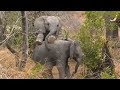 SafariLive Aug 08 - Cuteness overload...baby elephants!