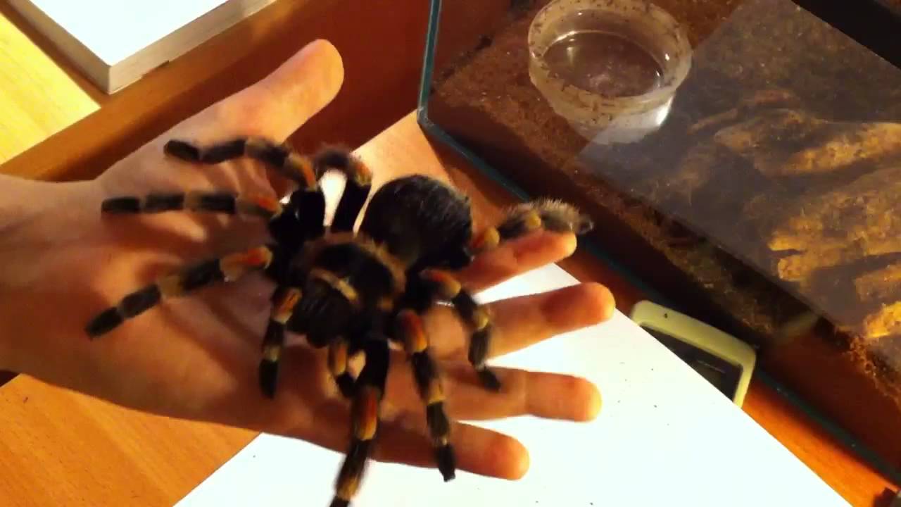 Handling clementine-my mexican red knee