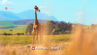 giraffer Animals wow😍 amazing video so nice #foryou #animalsnatural  #animalsnature #subscribe by Animals World 33 views 2 years ago 9 seconds