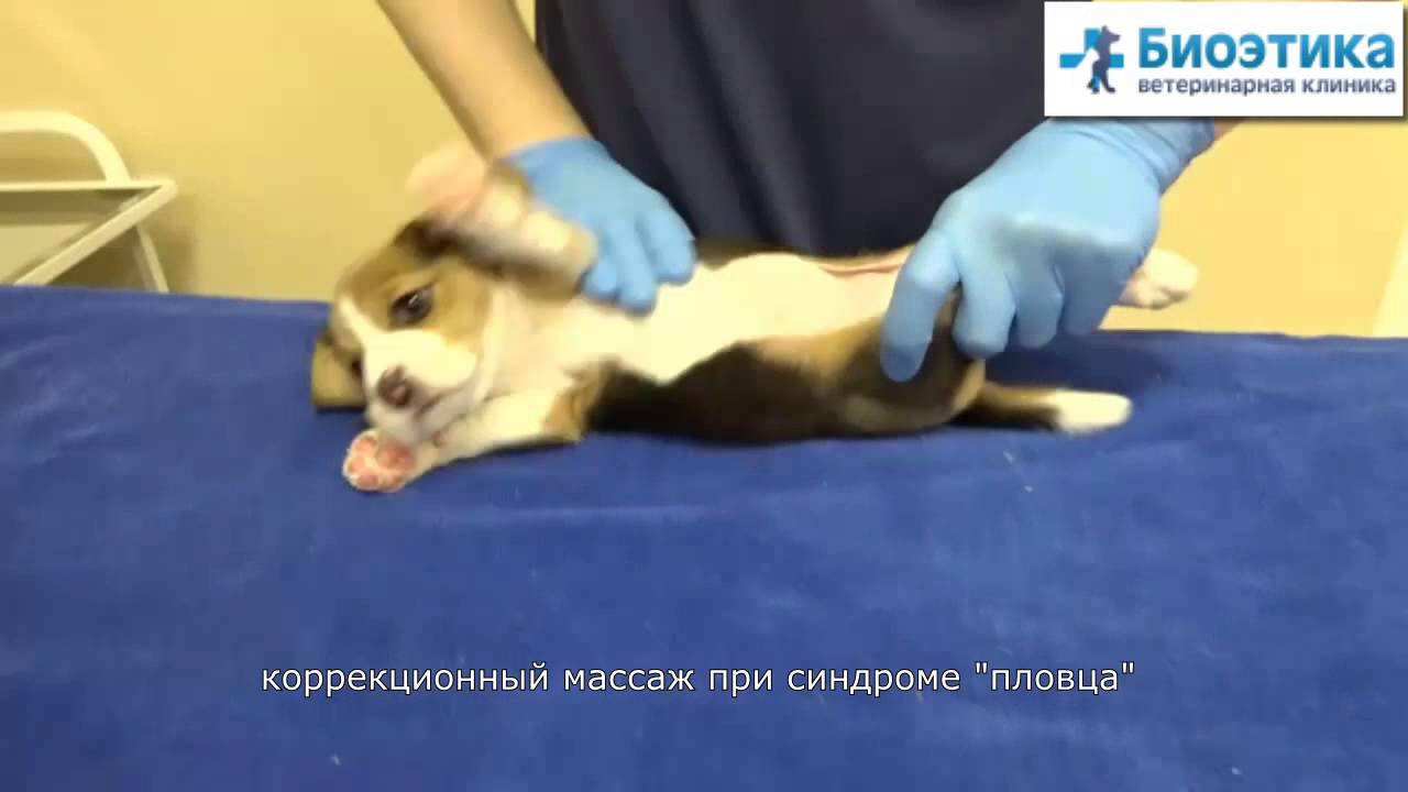 Коррекционный массаж щенкам при синдроме "пловца" - YouTube