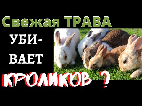 Трава кроликам. С какого возраста можно давать траву крольчатам?