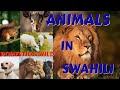 Animals in swahili