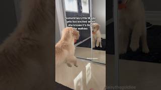 When puppy gets too excited for walks  #puppy #goldenretriever #dogs #puppyvideos #dogshorts