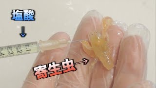 【実験】注射器で寄生虫に塩酸を注入して1日放置した結果。。。