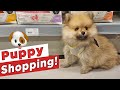 Pomeranian puppy goes shopping for first time cute